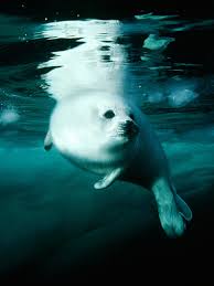 harp seal facts and pictures