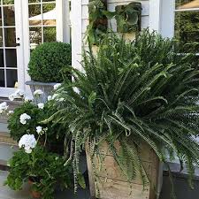 Porch And Patio With These Ferns