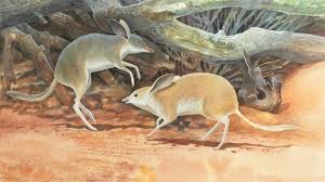From wolves to grey whales and lynxes, plans are afoot to introduce some iconic species back into the countryside and uk waters. Wa And Uk Researchers Discover New Species Of Extinct Australian Mammal Western Australian Museum