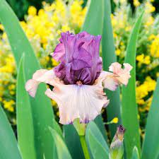Finishing School Bearded Iris Nature