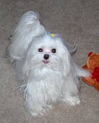 maltese dog breed information and pictures