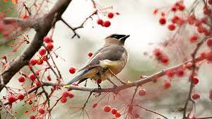 Best Plants With Berries For Birds