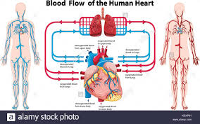 Diagram Showing Blood Flow Of The Human Heart Illustration