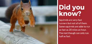 Why get rid of squirrels? Getting Rid Of Squirrels In Your House Attics Walls Etc Pest Strategies