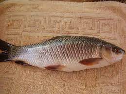 fresh rohi fish at rs 160 kg fresh