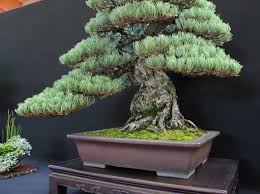 pinus pine bonsai bonsai4me