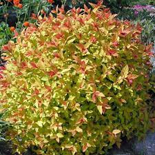 magic carpet golden spirea foothills