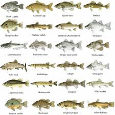 What Type Of Fish Are In Lake Erie