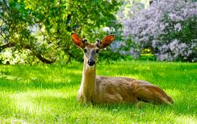 5 Tips To Deter Deer From Your Garden