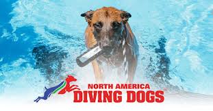 nadd 2023 north america diving dogs rules