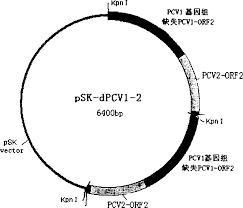 swine circular ring virus pcv 1 2