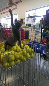 Russian blue hypoallergenic cats for adoption. 16 Best Possibly Hypoallergenic Nashville Cats For Adoption Ideas Cats Cat Adoption Adoption