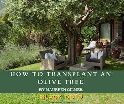 How To Transplant An Olive Tree Black