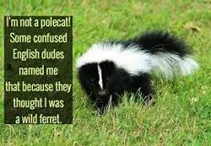 Why do they call skunks polecats?