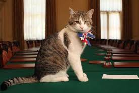 the cat living at 10 downing street