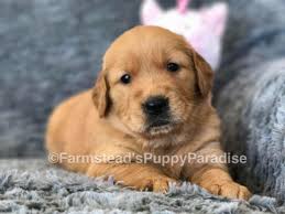 They will be vet checked. Litter Of 6 Golden Retriever Puppies For Sale In Clements Md Adn 37452 On Puppyfinder Com Gender Male S And Femal Golden Retriever Puppies For Sale Puppies