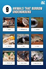 Top 9 Animals That Burrow Underground