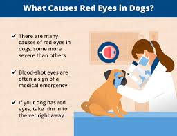 red eye in dogs when to go to the vet