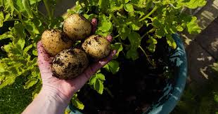 how to grow potatoes in containers