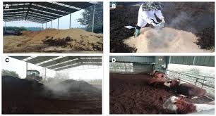 effects of fermented manure bedding