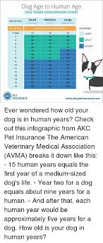 Dog Age To Human Age Dog Years Conversion Chart Medium 21 50