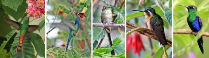 Hummingbirds In The Garden Wisconsin