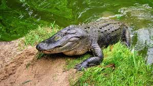 Why Alligators Don't Make Good Pets (and 9 Other Fun Gator Facts) | Chicago  News | WTTW