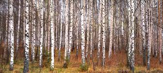 Birch Tree Art Canvas Prints Wall