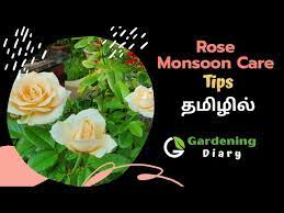 Rose Monsoon Care In Tamil மழ