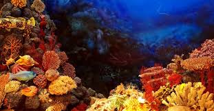 Coraux, récifs coralliens et climats du passé | Dossier