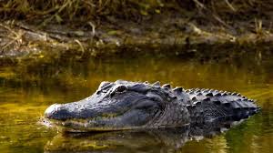 Alligator Found Swimming in Massachusetts, Hundreds of Miles From Natural  Habitat
