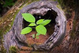 Thank you for your insights on how to save a dying tree. New Life From Old Plants Saplings Tree
