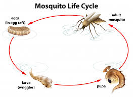 El ciclo de vida de un mosquito. | Vector Gratis