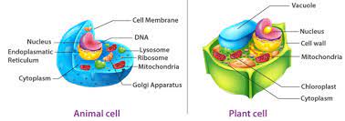 three principles of cell theory