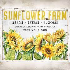 Square Farmhouse Sunflower Farm