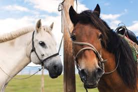 white and brown horse copyright free
