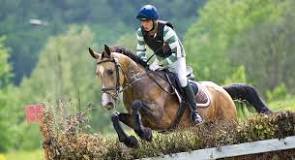 what-breed-is-eventing-horse