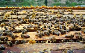 Aramanızda 457 adet ürün bulundu. Want A Healthier Hive Encourage Bees To Make More Propolis Hobby Farms