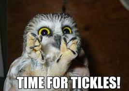20 Hilariously Adorable Owl Memes via Relatably.com