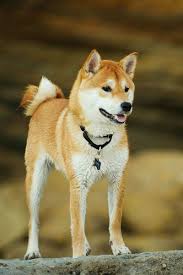 The cheapest offer starts at £1,000. Shiba Inu Dog Breed Information Wonderful Watchdog Or Perfect Pet