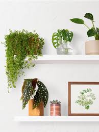 10 Best Indoor Plants You Can Keep At Home