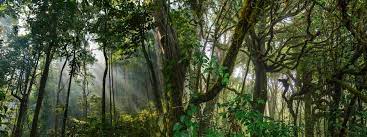 tropical forest stock photos images