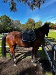 horse riding in melbourne region vic