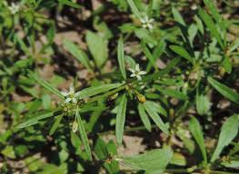 green carpetweed mollugo verticillata