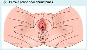 female pelvic floor 1 anatomy and