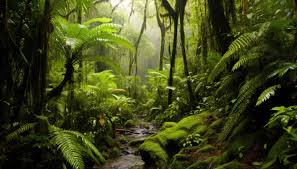 thriving rainforest ecosystem