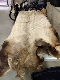 tanned elk hide and two oryx hides