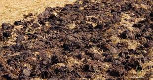 cow manure compost benefits and how to use