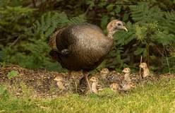 how-long-do-baby-turkeys-stay-with-their-mother