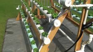 Hydroponic Gardening For Beginners: A System For Bountiful Harvests
